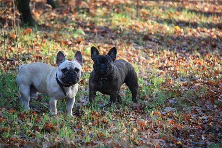 Fransk bulldog Jack - 1 år.  billede 13
