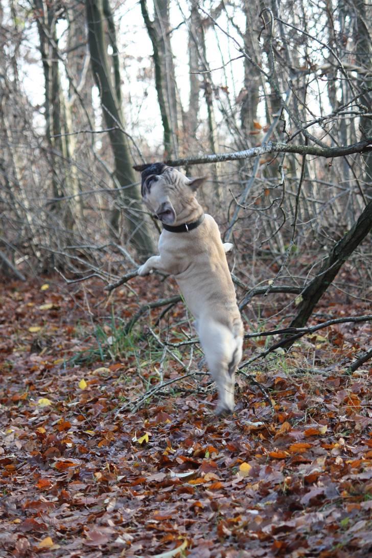 Fransk bulldog Jack billede 14