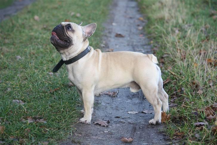 Fransk bulldog Jack billede 15