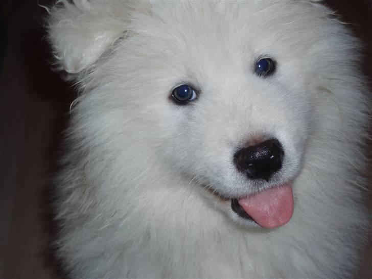 Samojedhund White Canis Mr. Nemo billede 1