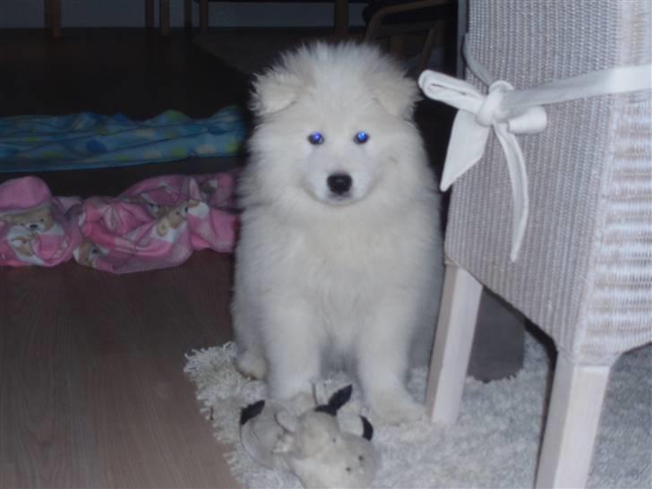 Samojedhund White Canis Mr. Nemo - Nemo som baby hund  billede 2