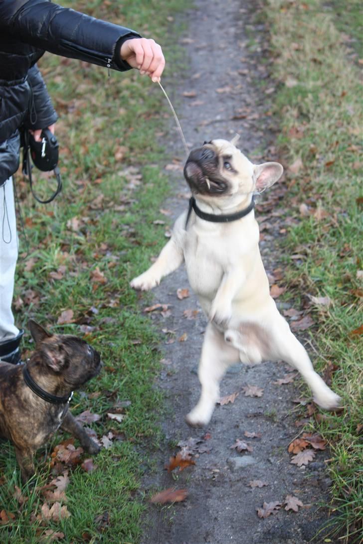 Fransk bulldog Jack billede 16