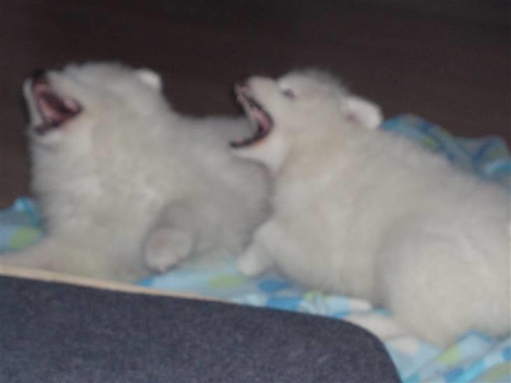 Samojedhund White Canis Mr. Nemo - ´Mig og luna kan syyynge´  billede 3