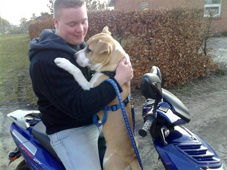 Amerikansk staffordshire terrier True staff licens to kill - 8 mdr billede 1