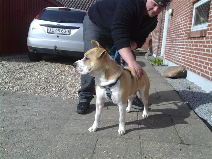 Amerikansk staffordshire terrier True staff licens to kill - 9½ mdr billede 2