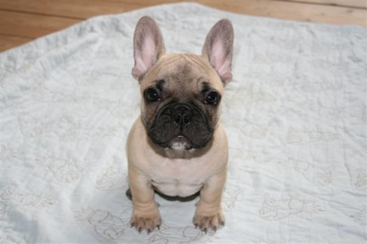 Fransk bulldog Jack billede 17