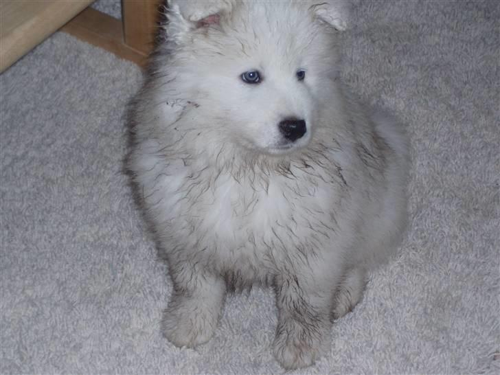 Samojedhund White Canis Mr. Nemo - lidt beskidt. men det er tegn på hygge og skøn leg!! billede 4