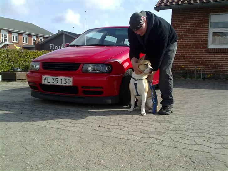 Amerikansk staffordshire terrier True staff licens to kill - 9 mdr billede 3