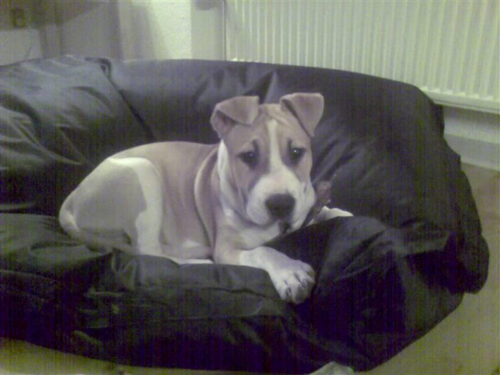 Amerikansk staffordshire terrier True staff licens to kill - 5 mdr. billede 4