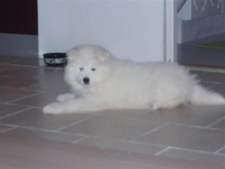 Samojedhund White Canis Mr. Nemo billede 5
