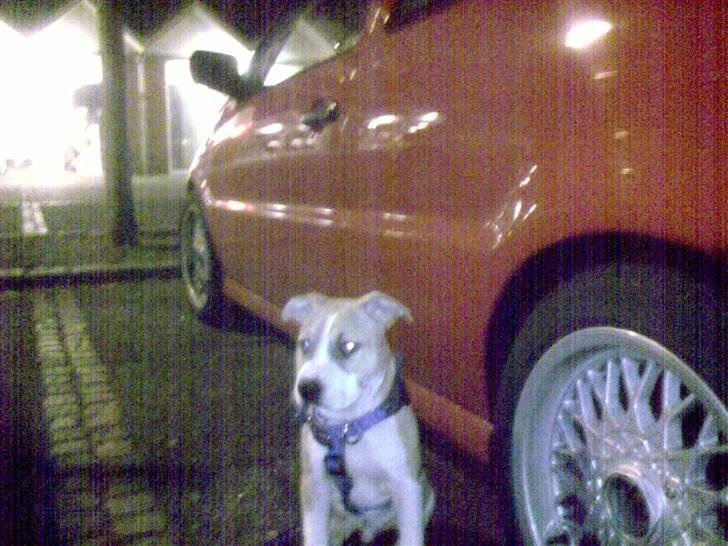 Amerikansk staffordshire terrier True staff licens to kill - 4 mdr billede 5