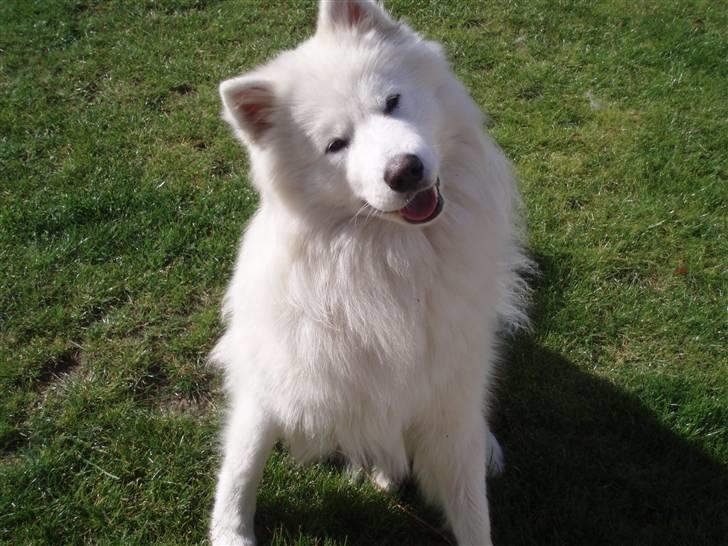 Samojedhund White Canis Mr. Nemo - ER JEG IKKE SØØD? billede 6