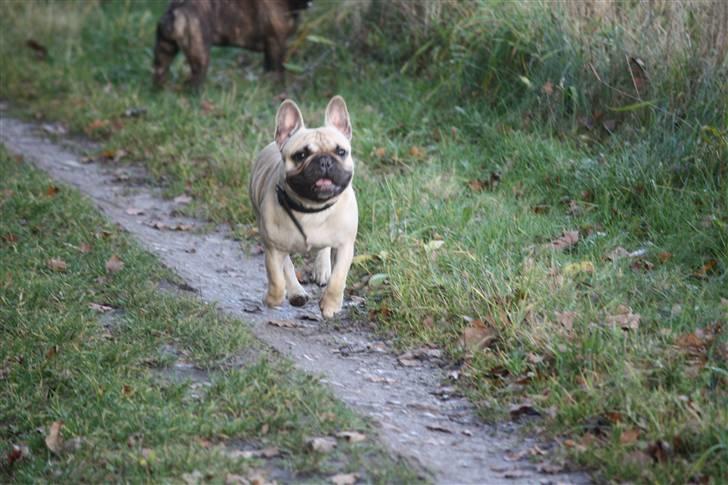 Fransk bulldog Jack billede 18