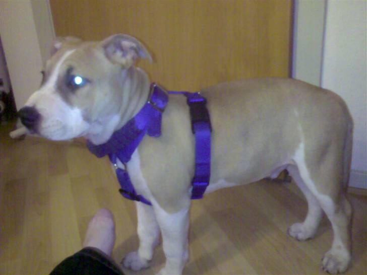 Amerikansk staffordshire terrier True staff licens to kill - 4 mdr billede 6