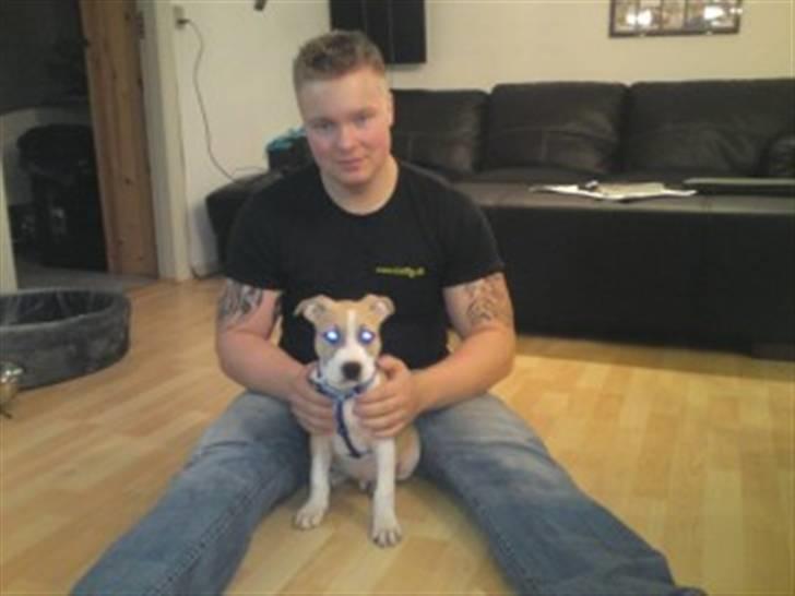 Amerikansk staffordshire terrier True staff licens to kill - 3 mdr. billede 7