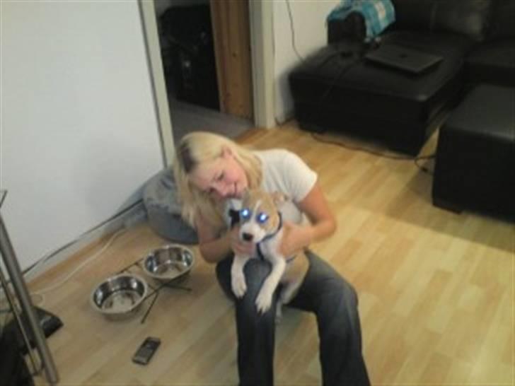 Amerikansk staffordshire terrier True staff licens to kill - 3 mdr. billede 8