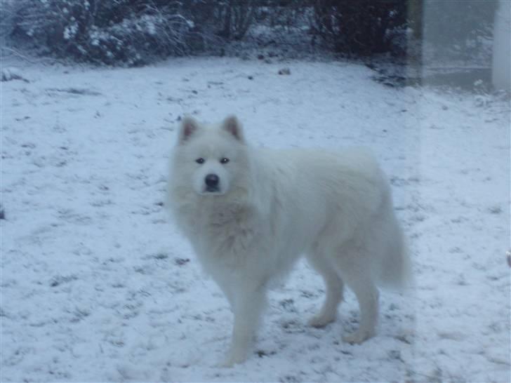 Samojedhund White Canis Mr. Nemo billede 7