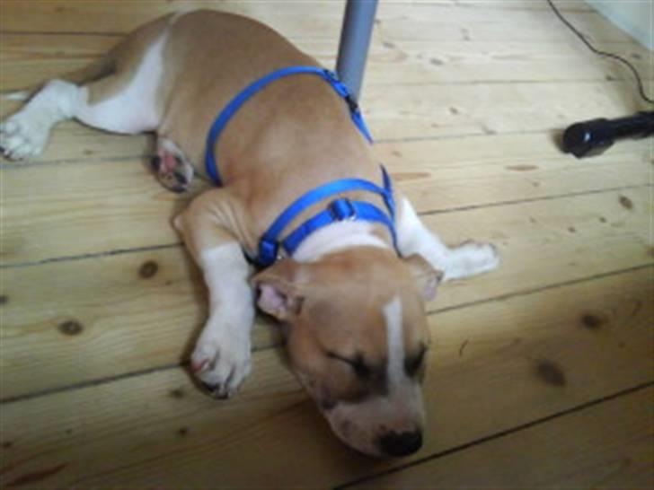 Amerikansk staffordshire terrier True staff licens to kill - 3 mdr. billede 9