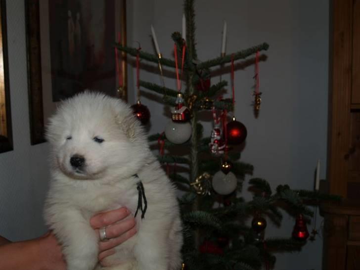 Samojedhund White Canis Mr. Nemo - Julebilled :) nemo som babyy billede 8