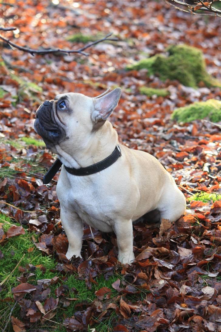 Fransk bulldog Jack billede 19