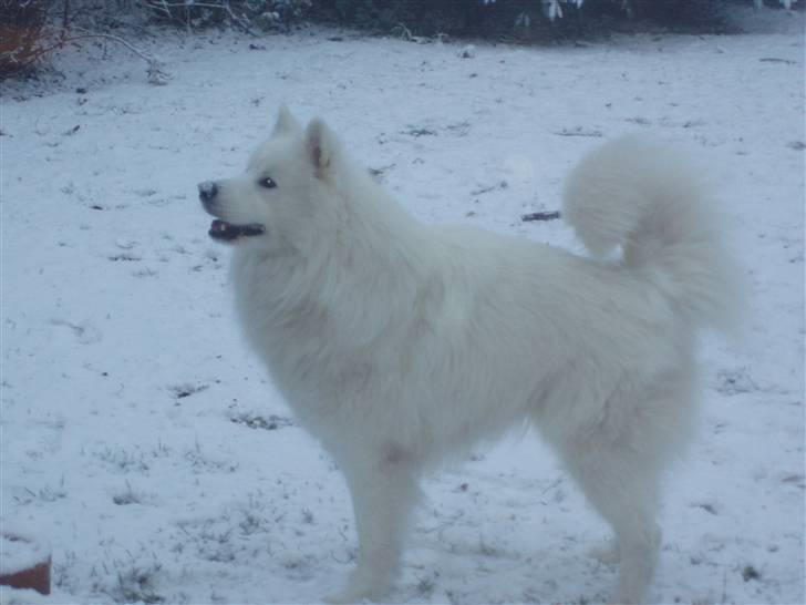Samojedhund White Canis Mr. Nemo billede 9