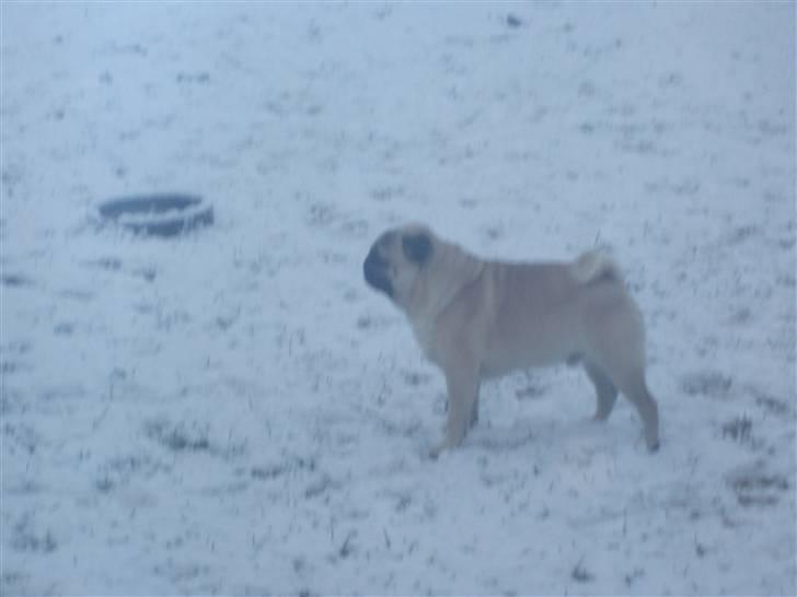 Mops Danita's Alfred billede 10