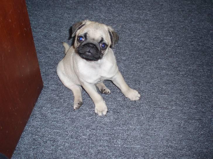 Mops Danita's Alfred billede 12