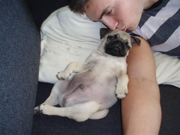 Mops Danita's Alfred billede 14