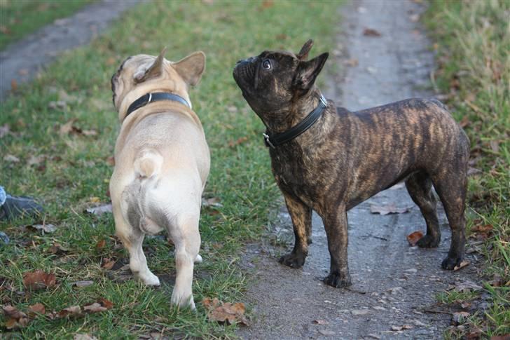 Fransk bulldog Naya billede 13