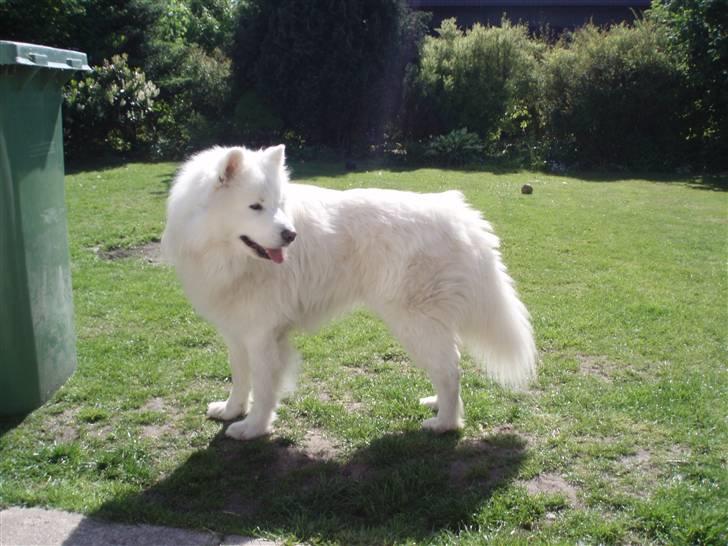 Samojedhund White Canis Mr. Nemo - FLOT FYR !!! billede 10