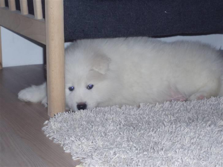 Samojedhund White Canis Mr. Nemo - nyder jeg kan lige under sofaen (så længe det vare, jeg bliver jo rigtig stoor snart) billede 11