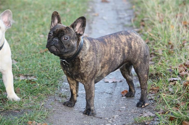 Fransk bulldog Naya billede 14