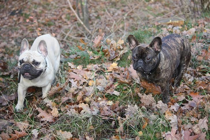 Fransk bulldog Naya billede 15