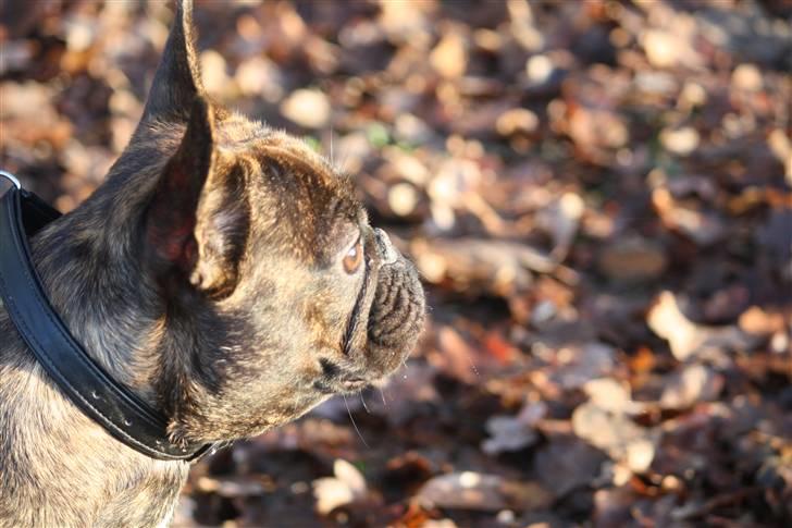 Fransk bulldog Naya billede 16