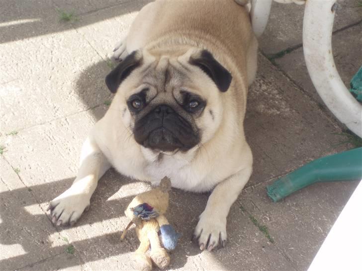 Mops Danita's Alfred billede 15