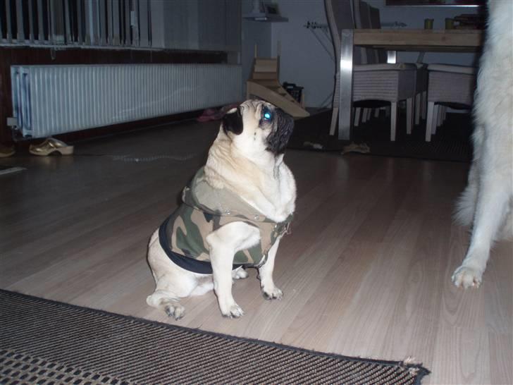 Mops Danita's Alfred billede 16