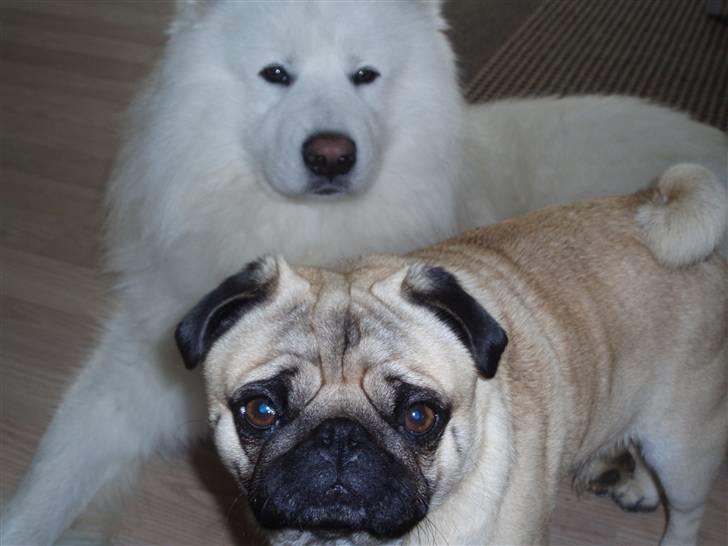 Mops Danita's Alfred - Alfred & Nemo <3 billede 17