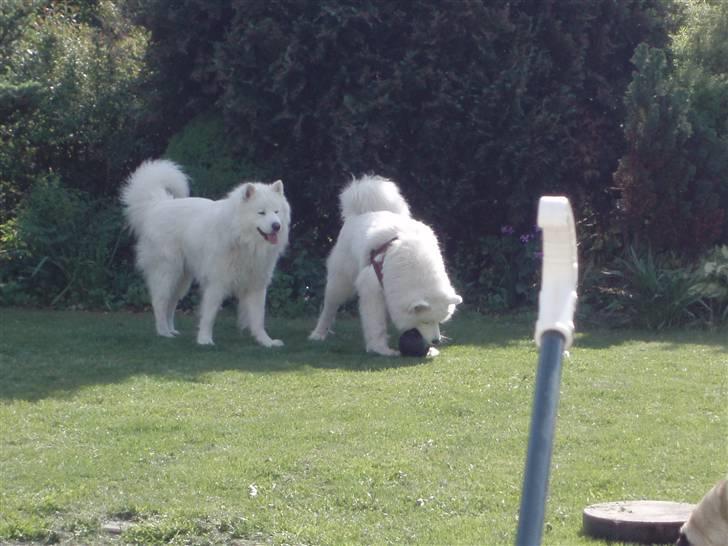 Samojedhund White Canis Mr. Nemo billede 12