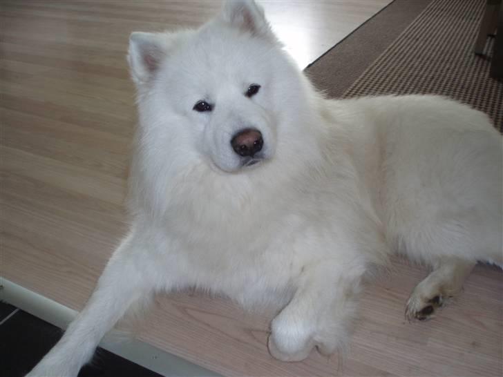 Samojedhund White Canis Mr. Nemo - nyt billed 4.10.10 billede 13