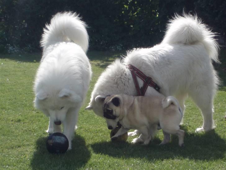 Samojedhund White Canis Mr. Nemo - Luna & Nemo. de er kærester :) hihi  billede 14