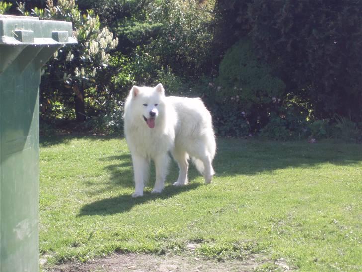 Samojedhund White Canis Mr. Nemo - en dejlig sommer dag billede 15