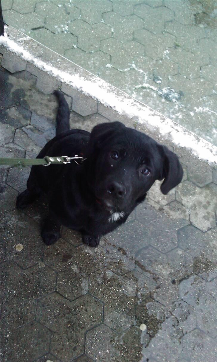 Blanding af racer Nala - Nala´s første sne :) billede 6