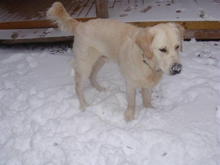 Golden retriever Sammy - Sammy´s første sne :O) - Julen 2009.  billede 15