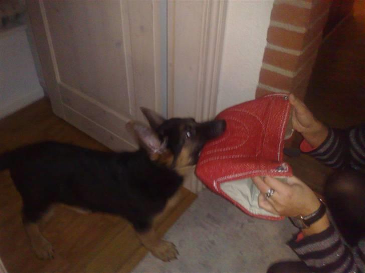 Schæferhund Alderslyst Cello (Cody) billede 7