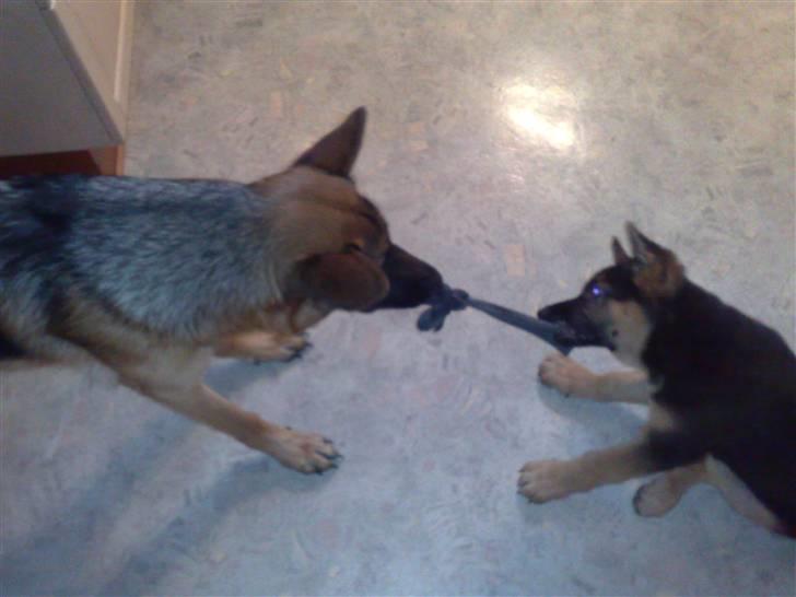 Schæferhund Alderslyst Cello (Cody) billede 8