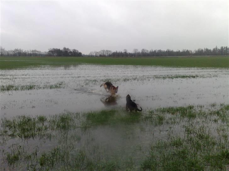 Schæferhund Alderslyst Cello (Cody) billede 10