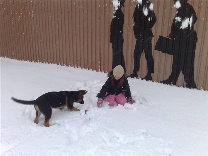 Schæferhund Alderslyst Cello (Cody) billede 11