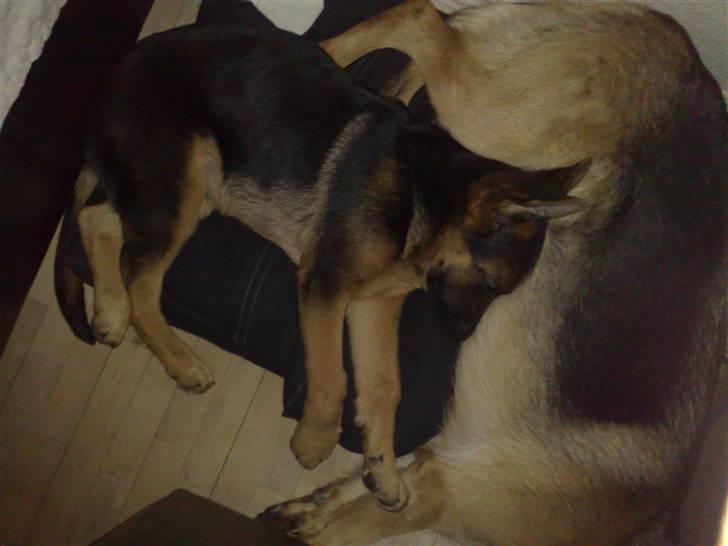 Schæferhund Alderslyst Cello (Cody) billede 13