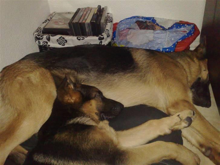 Schæferhund Alderslyst Cello (Cody) billede 14