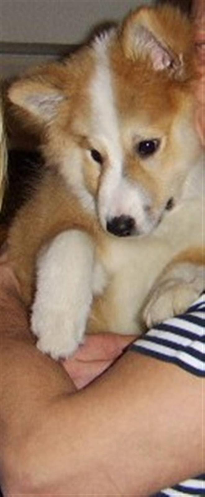 Islandsk fårehund Loka - jeg vil ik ned :) billede 13